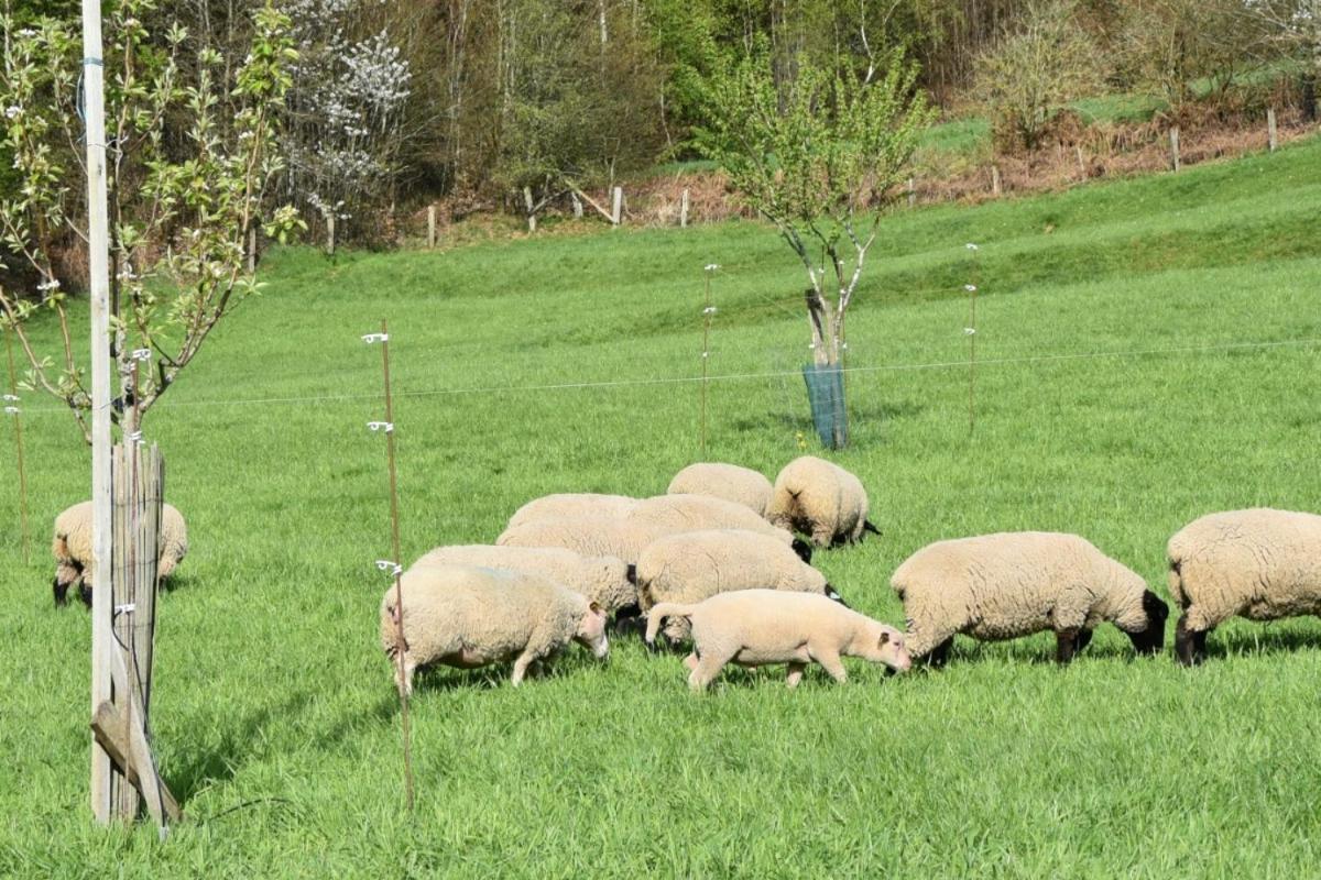 Charmant Gite, Au Calme, Avec Vue Imprenable Sur La Nature Environnante Deycimont ภายนอก รูปภาพ